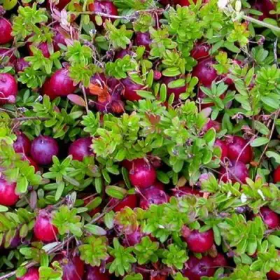 Клюква ПИЛИГРИМ в Дзержинске