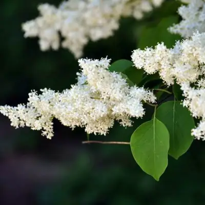 Сирень АМУРСКАЯ в Дзержинске