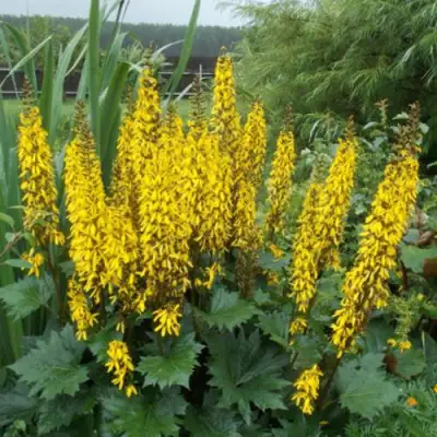 Бузульник ПРЖЕВАЛЬСКОГО в Дзержинске