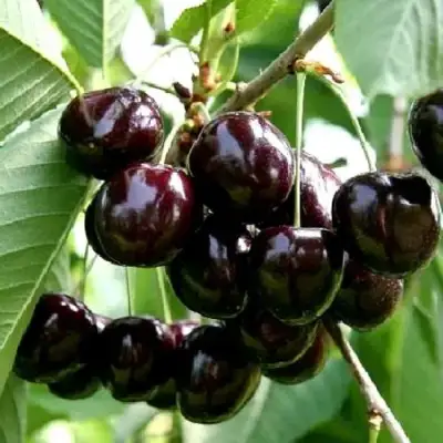 Дюк НОЧКА в Дзержинске