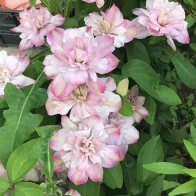 Клематис ИННОСЕНТ БЛАШ в Дзержинске