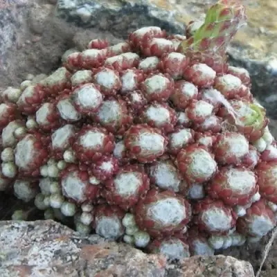 Молодило ГНАФАЛИУМ в Дзержинске