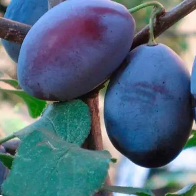 Слива СМОЛИНКА в Дзержинске