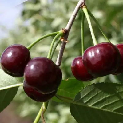 Вишня ЖАДАНА в Дзержинске