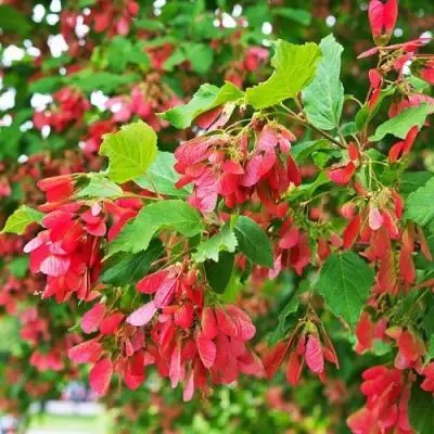 Клен татарский в Дзержинске