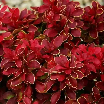 Барбарис РЕД ХОТ ЧИЛИ тунберга в Дзержинске