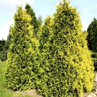 Туя САЛЛАНД западная в Дзержинске