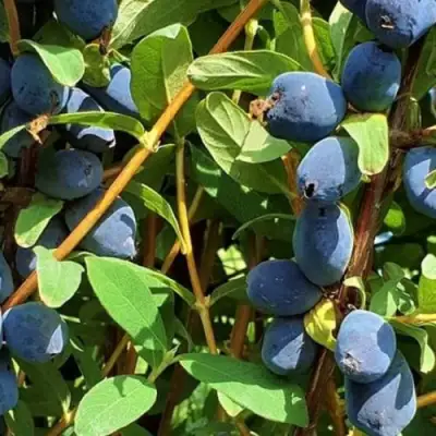 Жимолость съедобная КЛУБНИЧНАЯ СЕНСАЦИЯ в Дзержинске