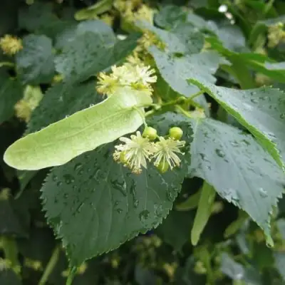 Липа мелколистная в Дзержинске