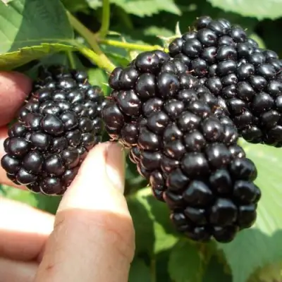 Ежевика НАТЧЕЗ бесшипная  в Дзержинске