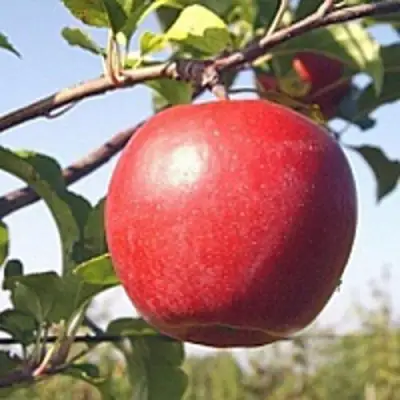 Яблоня ЛИГОЛ в Дзержинске