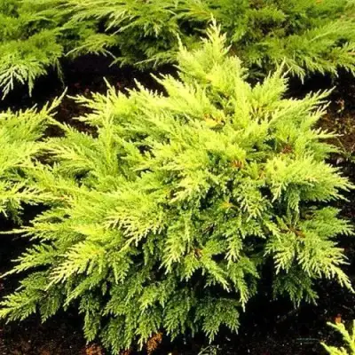 Можжевельник МОРДИГАН ГОЛД средний в Дзержинске