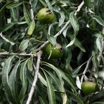 Груша ИВОЛИСТНАЯ в Дзержинске