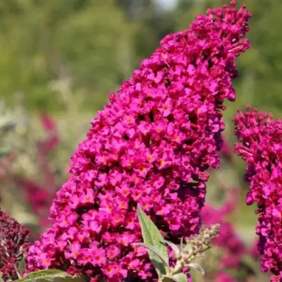 Буддлея давида РОЯЛ РЕД в Дзержинске