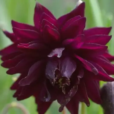 Аквилегия БАРЛОУ БОРДО обыкновенная в Дзержинске