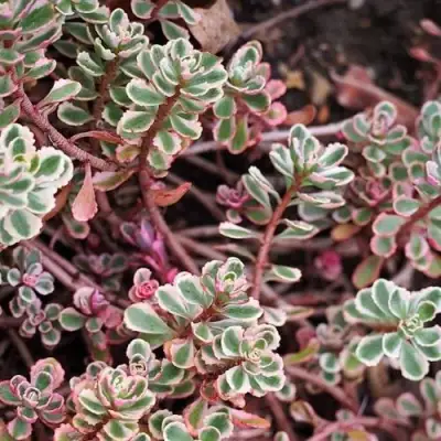 Очиток (седум) ТРИКОЛОР ложный в Дзержинске