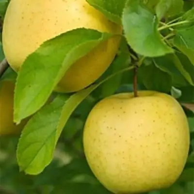 Яблоня АНАНАС в Дзержинске