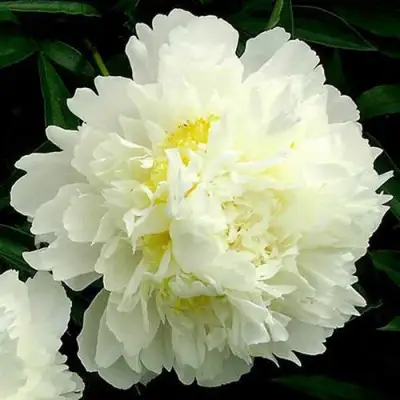 Пион ЗОЛОТОЙ ОРЕОЛ травянистый в Дзержинске