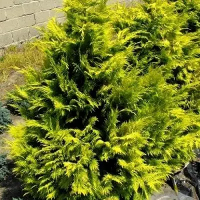 Кипарисовик ГОЛДЕН ВОНДЕР лавсона в Дзержинске