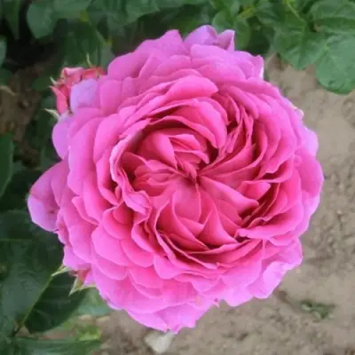 Роза АНУШКА чайно-гибридная в Дзержинске