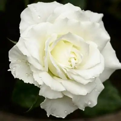 Роза МОНДИАЛЬ чайно-гибридная в Дзержинске