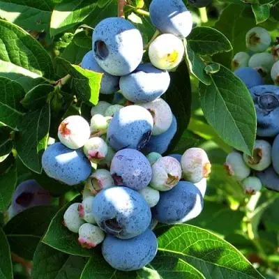 Голубика ВЕЙМУТ в Дзержинске