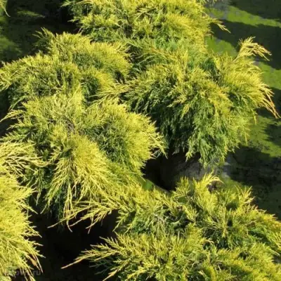 Можжевельник КИНГ ОФ СПРИНГ средний в Дзержинске