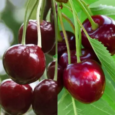 Комплект ВИШНЕВЫЙ ТАНДЕМ в Дзержинске