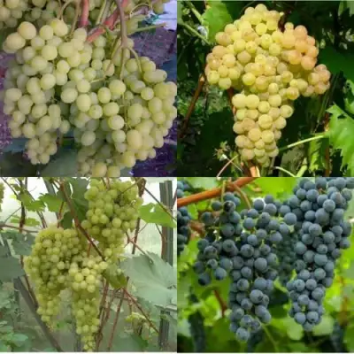 Комплект ВИНОГРАДНАЯ РАДУГА в Дзержинске