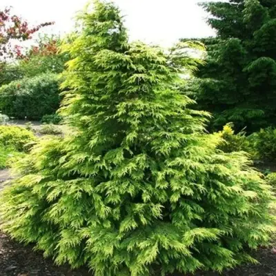 Кипарисовик САНКИСТ лавсона в Дзержинске