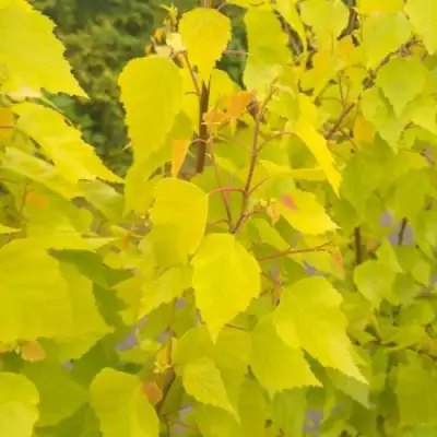 Берёза ГОЛДЕН ОБЕЛИСК повислая  в Дзержинске
