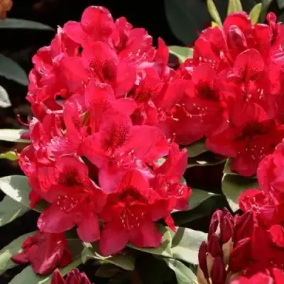 Рододендрон МАТАДОР в Дзержинске