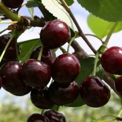 Дюк ИВАНОВНА в Дзержинске