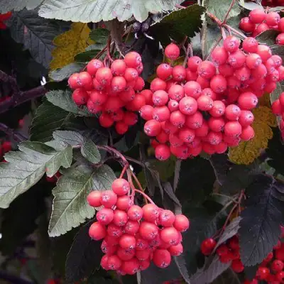 Рябина БОЯРЫШНИКОПЛОДНАЯ сладкоплодная в Дзержинске