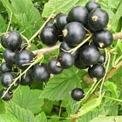 Смородина чёрная ЧЁРНЫЙ АИСТ в Дзержинске