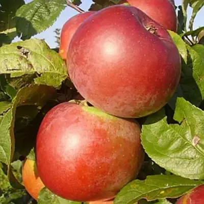 Яблоня АКСАМИТ в Дзержинске