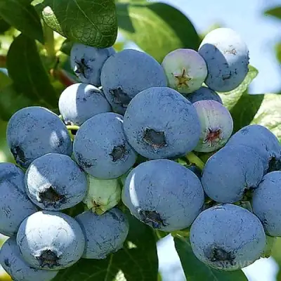 Голубика НУИ в Дзержинске