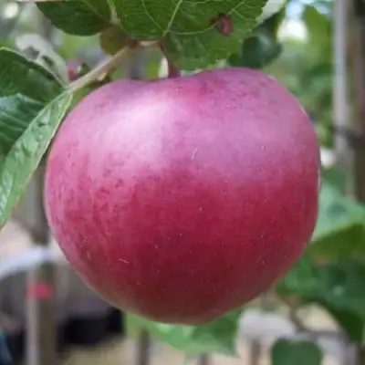 Яблоня НОРИС в Дзержинске