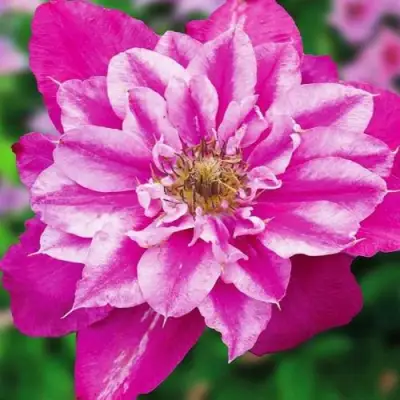 Клематис МАЙ ДАРЛИНГ  в Дзержинске