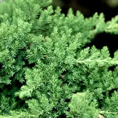 Можжевельник НАНА лежачий в Дзержинске