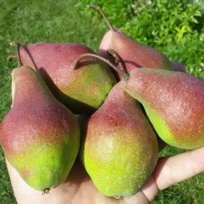 Груша ЯКОВЛЕВСКАЯ в Дзержинске