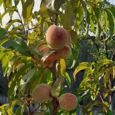 Персик ЕЛГАВСКИЙ в Дзержинске