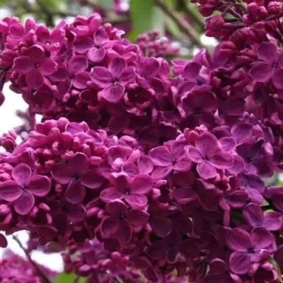 Сирень ЧАРЛЬЗ ДЖОЛИ в Дзержинске