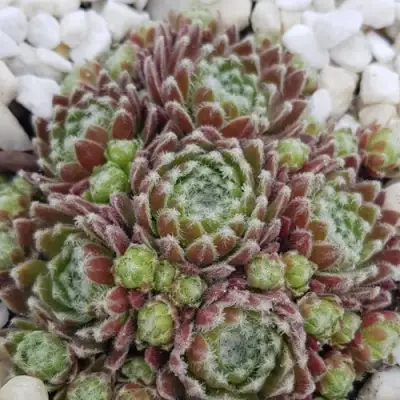 Молодило МОРКЕРС МЕРИТ в Дзержинске