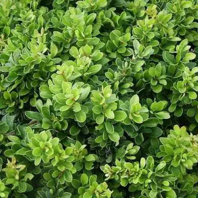 Барбарис КОБОЛЬД тунберга в Дзержинске