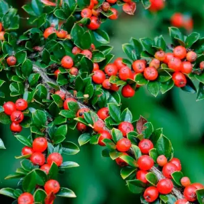 Кизильник горизонтальный в Дзержинске