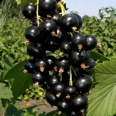 Смородина чёрная ВИНОГРАДНАЯ в Дзержинске
