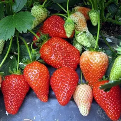 Клубника РОКСАНА в Дзержинске