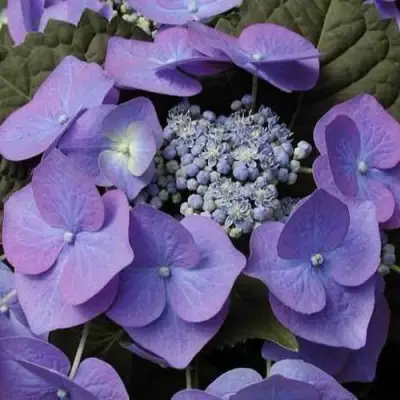 Гортензия БЛАУМАЙС (БЛАУМАЙЗЕ) крупнолистная в Дзержинске