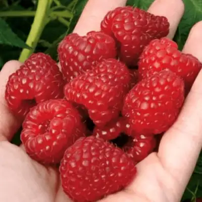 Малина РУБИФОЛ в Дзержинске